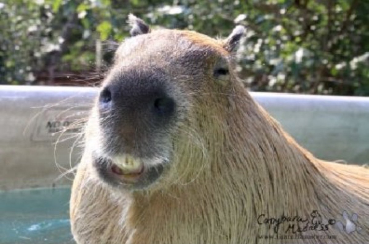MrJonez (🦴) (@itsjman) on Twitter photo <a href="/cryptoklotz/">doug funnie</a> Capybaras are so chill! I saw one in Peru with a monkey on its back both chilling. They get huge too.
I mean look at this guy… <a href="/cryptoklotz/">doug funnie</a> Capybaras are so chill! I saw one in Peru with a monkey on its back both chilling. They get huge too.
I mean look at this guy…
