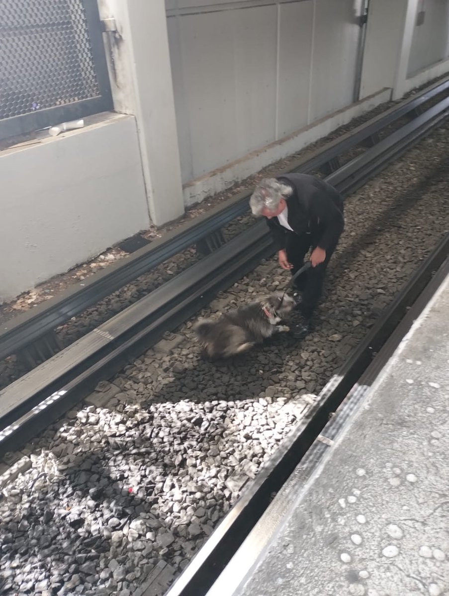 El Sistema de Transporte Colectivo Metro (STC M) informa que esta mañana una perrita fue rescatada en la estación terminal Universidad de la Línea 3, acción que requirió un corte de corriente de tres minutos.