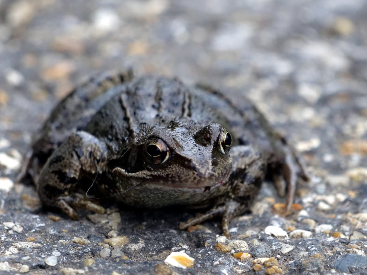 Derek Hollis tweet media