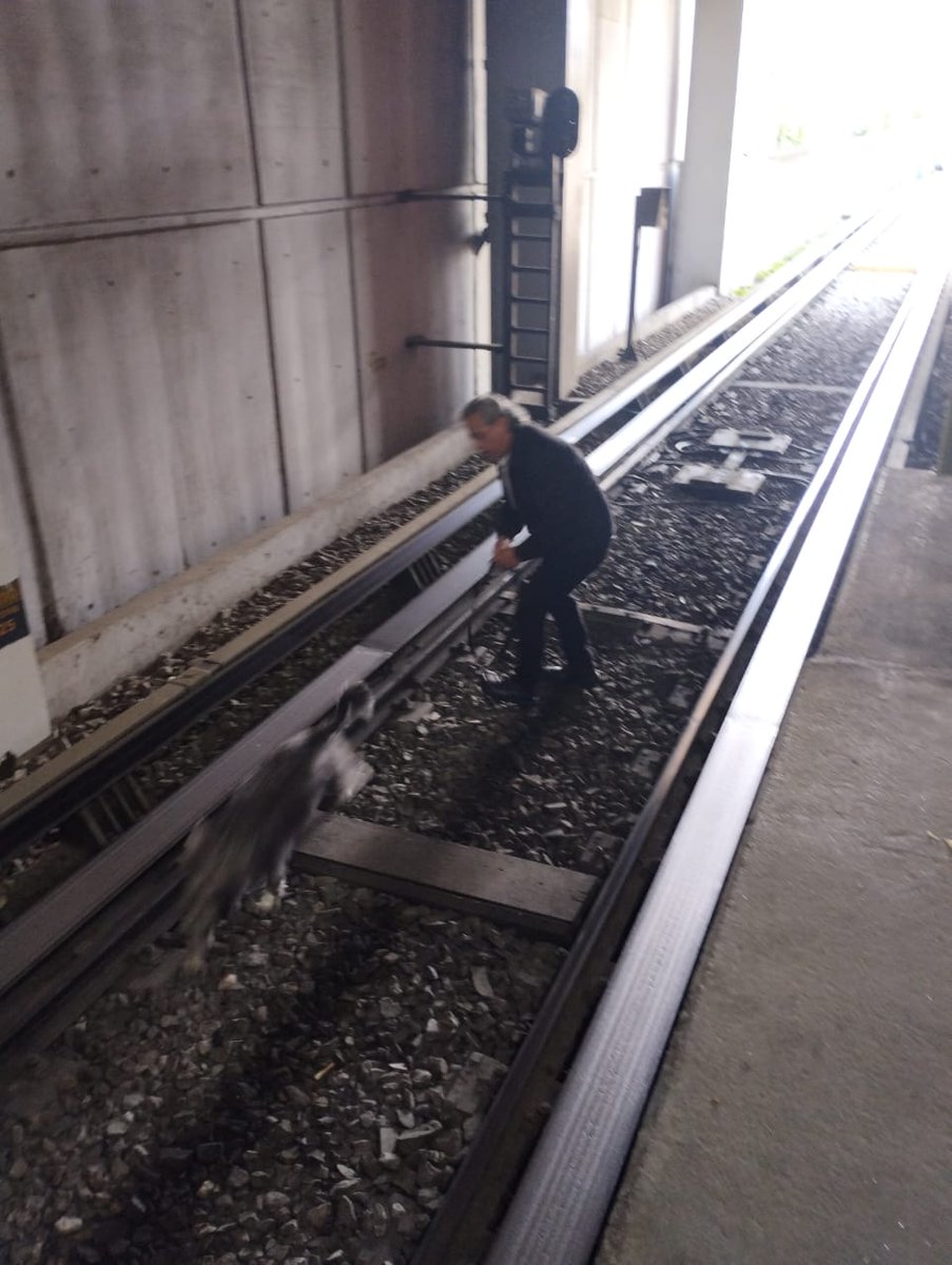 Tras ser detectada en zona de vías, se solicitó la asistencia del personal de la coordinación de Gestión Integral de Riesgo y Protección Civil (GIRPC) del Metro para llevar a cabo su retiro, con la participación del Inspector jefe de esa estación.