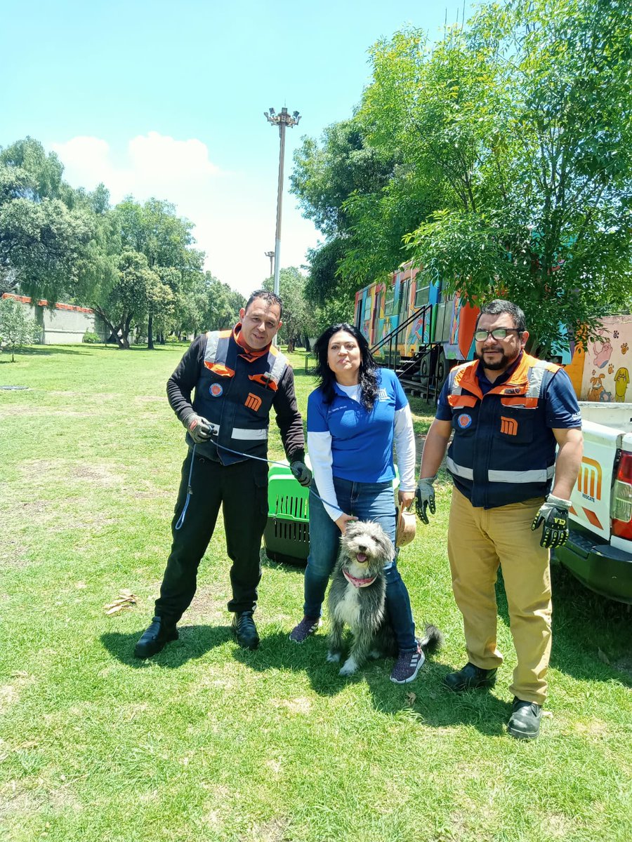 Ante la posibilidad de que la perrita se haya extraviado, el CTC le dará albergue a la espera de que aparezcan sus dueños, en caso contrario, permanecerá en observación y período de adaptación, para posteriormente incluirse en la lista de adopción.