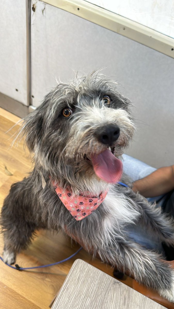 Con este ingreso, el Centro de Transferencia Canina tiene ya 45 huéspedes, todos en buen estado de salud, que anhelan contar con una familia propia.