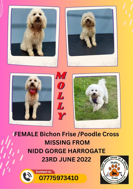 Muddy_paws_crime (@muddypawscrime) on Twitter photo WHERE are you darling Molly?
WHY is no information coming in?
WHAT is stopping anyone with info coming forward?
ALL THESE QUESTIONS BUT ONLY ONE ANSWER /ONE CALL NEEDED TO BRING MOLLY HOME
<a href="/MissingPetsGB/">Missing Pets GB</a> <a href="/HunnyJax/">Stolen Missing Longtimelost 🐾Where Are They All</a> ~<a href="/rosieDoc2/">spaniel alert</a> WHERE are you darling Molly?
WHY is no information coming in?
WHAT is stopping anyone with info coming forward?
ALL THESE QUESTIONS BUT ONLY ONE ANSWER /ONE CALL NEEDED TO BRING MOLLY HOME
<a href="/MissingPetsGB/">Missing Pets GB</a> <a href="/HunnyJax/">Stolen Missing Longtimelost 🐾Where Are They All</a> ~<a href="/rosieDoc2/">spaniel alert</a>