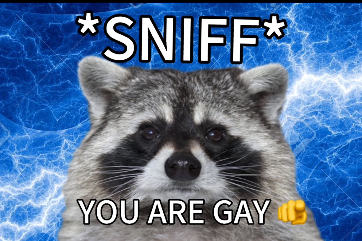 raccoon aesthetic. (@raccoonesthetic) on Twitter photo 