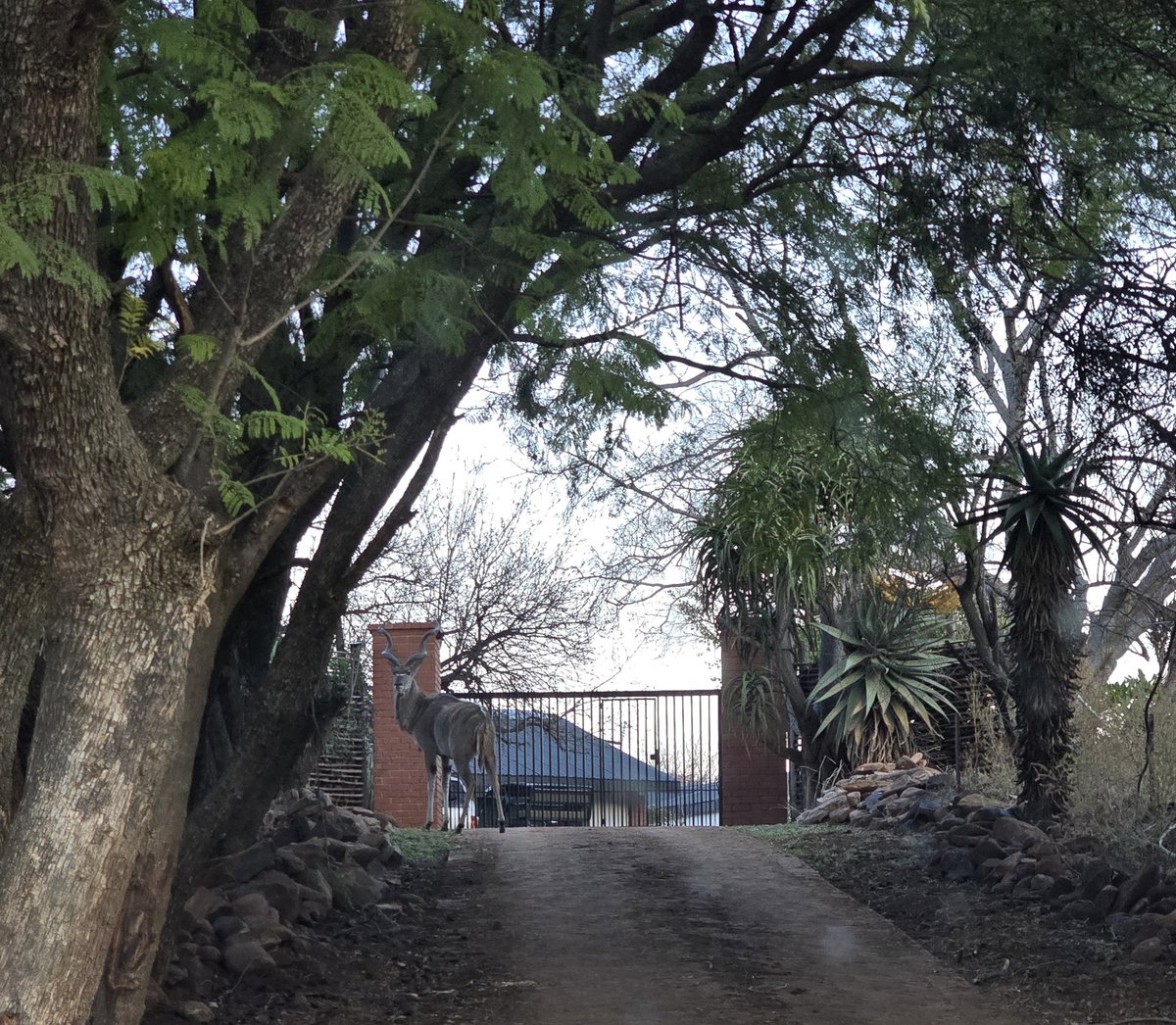 Hannelie tweet media