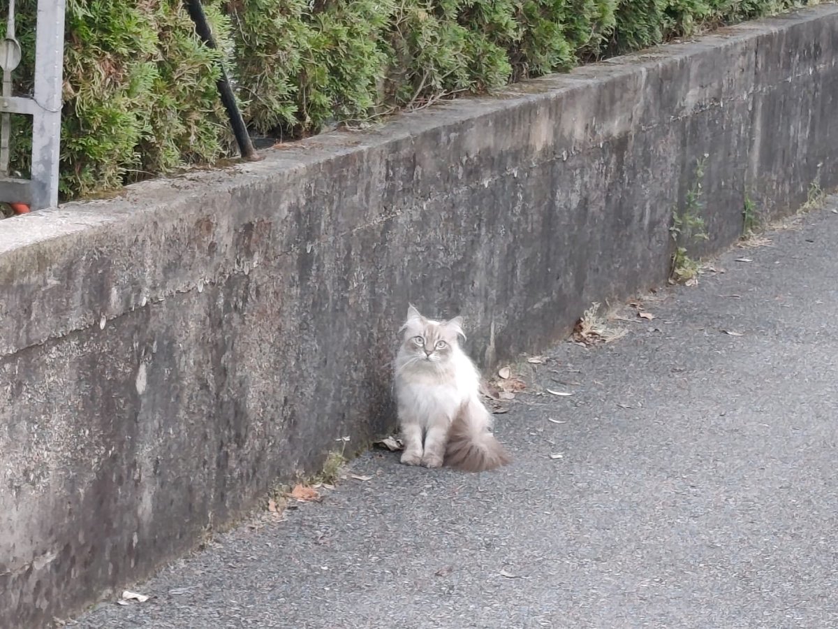 🐈‍⬛Friends of #bobacat🐈‍⬛
🌞Day 921
$psps