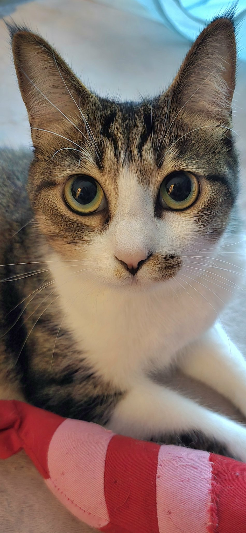 ♡ねこページ♡ Amazon.co.jp: シナダグローバル もちシリーズ もちねこ クロ