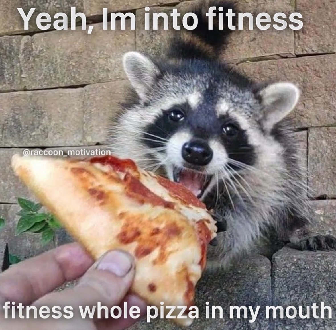 raccoon aesthetic. (@raccoonesthetic) on Twitter photo 