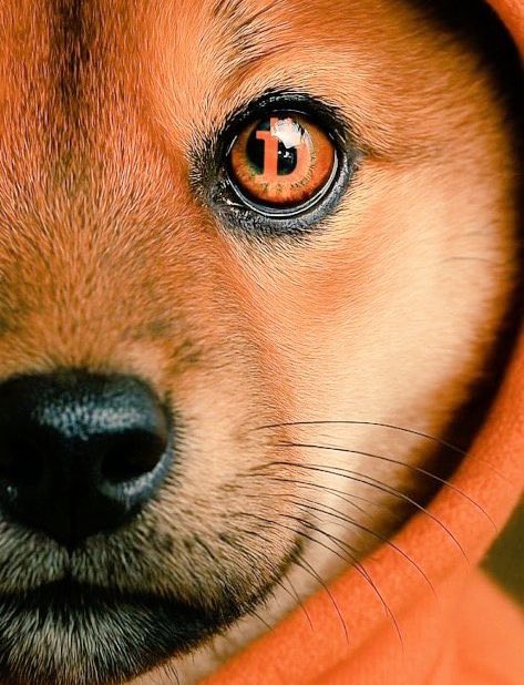 A $DOG was born on Bitcoin

His goal is to go to the moon

You are not ready