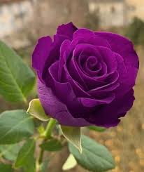 Te llegará una rosa cada día…🎶❤️