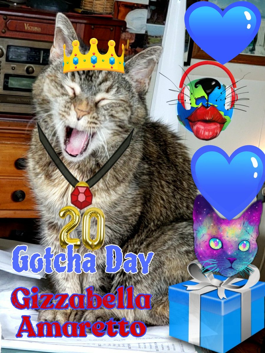 #GotchaDay Celepurrating our Super Senior Gizzabella Amaretto's 20th Gotcha Day. July 29th, 2005, I brought her home from radio station WKMG in Newberry,SC. She was a singing kitten, lost from her siblings &amp; Mom. No way I could leave her there on that hot day.