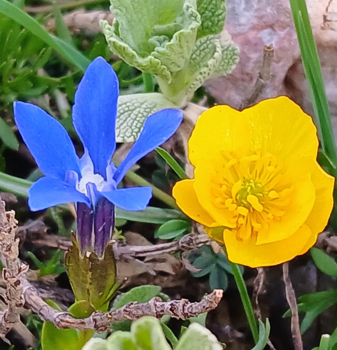 Rengarenk iki kafadar. Gentiana brachyphylla ve Ranunculus demissus. Bodur gentiyan ve düğünçiçeği
