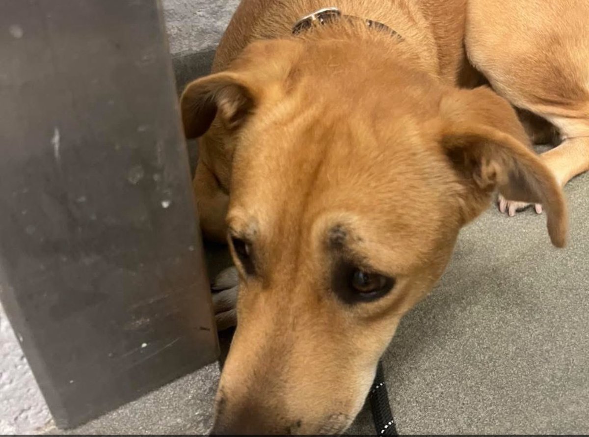 Ginny143143 (@madisonalley141) on Twitter photo CRITICAL EMERGENCY๐๐
Maggie๐บ is fighting for her life at the BARC #Houston #Texas shelter. This sweet๐ฅฐ 1yr old dog๐ has an active kill๐โ ๏ธ command set for ANY ๐ฅฐtime. She is very ๐ฑscared of shelter life. With her being so ๐ฐscared and not adapting well this will fast track CRITICAL EMERGENCY๐๐
Maggie๐บ is fighting for her life at the BARC #Houston #Texas shelter. This sweet๐ฅฐ 1yr old dog๐ has an active kill๐โ ๏ธ command set for ANY ๐ฅฐtime. She is very ๐ฑscared of shelter life. With her being so ๐ฐscared and not adapting well this will fast track