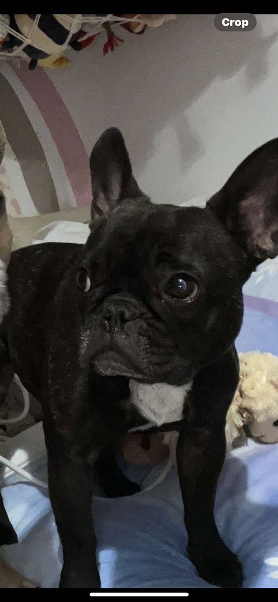 Muddy_paws_crime (@muddypawscrime) on Twitter photo Please keep sharing for Beau 🙏 . Also may we ask you to INVITE friends on your list to her Faceb@@k Group - BEAU-FEMALE FRENCH BULLDOG STOLEN 09/12/24 FROM SMALLFIELD RH6 to help raise awareness 👀
<a href="/MissingPetsGB/">Missing Pets GB</a> <a href="/HunnyJax/">Stolen Missing Longtimelost 🐾Where Are They All</a> Please keep sharing for Beau 🙏 . Also may we ask you to INVITE friends on your list to her Faceb@@k Group - BEAU-FEMALE FRENCH BULLDOG STOLEN 09/12/24 FROM SMALLFIELD RH6 to help raise awareness 👀
<a href="/MissingPetsGB/">Missing Pets GB</a> <a href="/HunnyJax/">Stolen Missing Longtimelost 🐾Where Are They All</a>