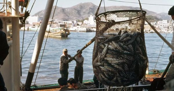 Satellite and AI tech reveal strong marine protected areas virtually stop illegal fishing, showing strict protections work-boosting ocean health and even helping sustainable fisheries.  en.mercopress.com/2025/07/28/tec…