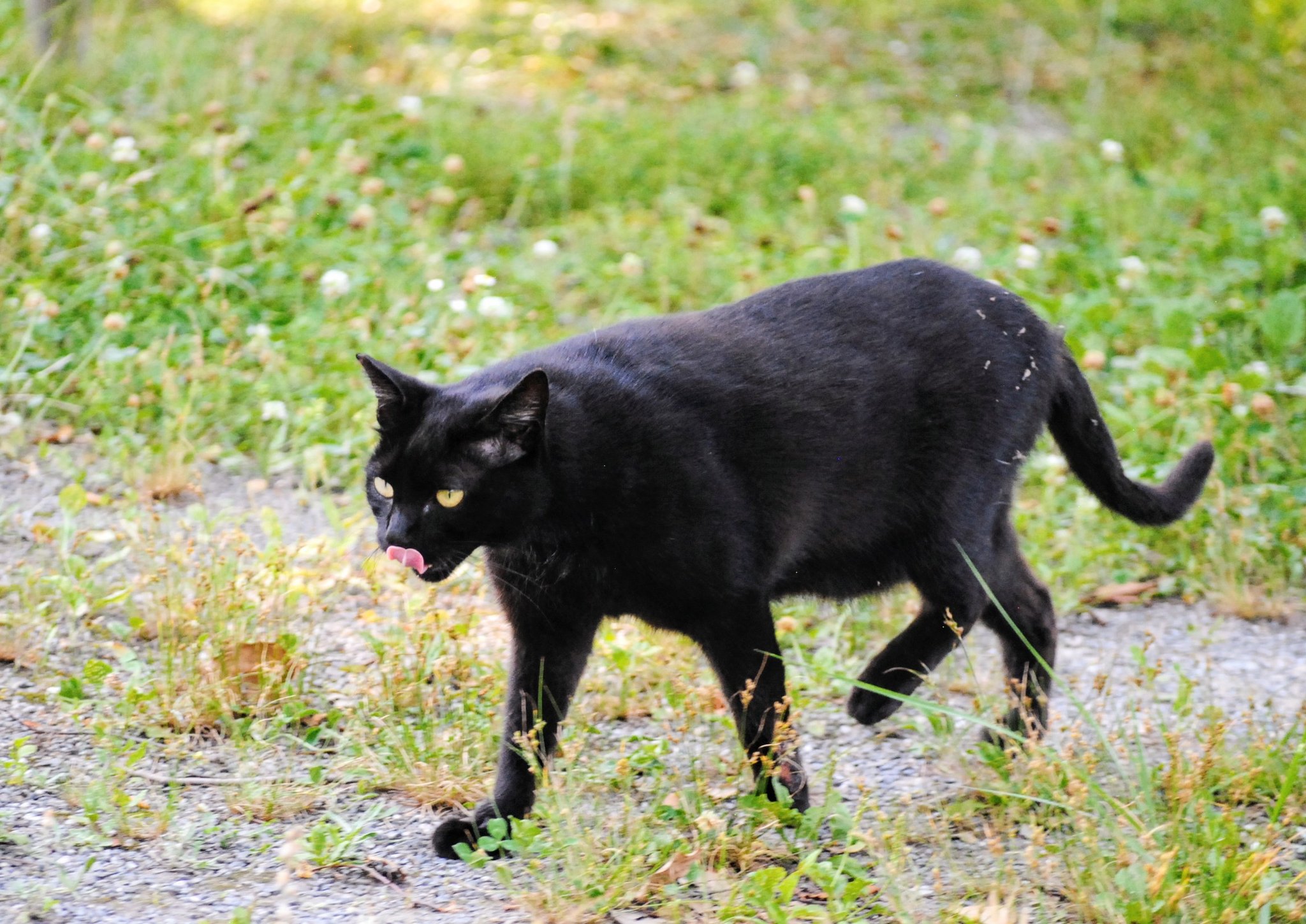 黒猫様♡ありがとうございます♡ おじいちゃん、ありがとう Farewell greeting from the black