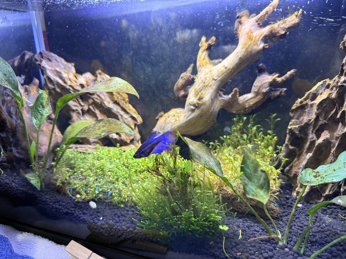 Tanks got some algae build up, but we have lowered the lights a bit and cleaned them since these photos. Also did a partial water change.