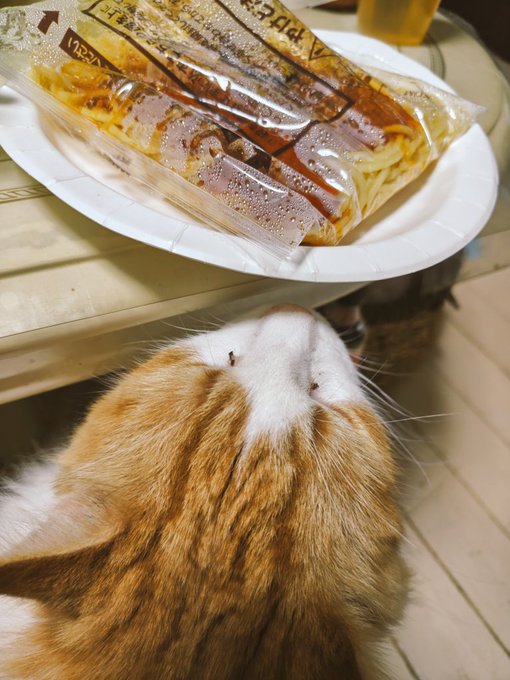 朝食を検閲するポッチャン 