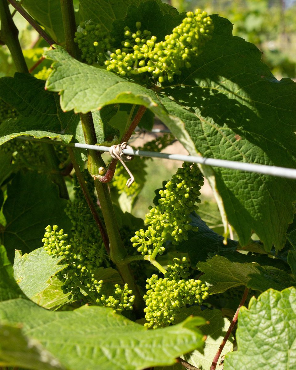 Baby grapes have been forming. 🍇

Our vineyard staff have been closely monitoring the grapevines, tasting the berries regularly, and checking sugar levels to determine the optimal harvest time. 🕰️🍃

Who’s excited? We know we are! 😁