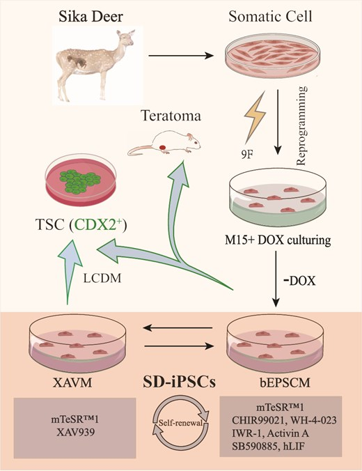 Dr. Siqin Bao and colleagues cultured fibroblasts from sika deer fetal fibroblasts and then reprogrammed them into sika deer induced #iPSCs. 

iPSCs expressed key pluripotent genes, and maintained genomic stability. 🧫

💡Give it a read: bit.ly/45hnYxu