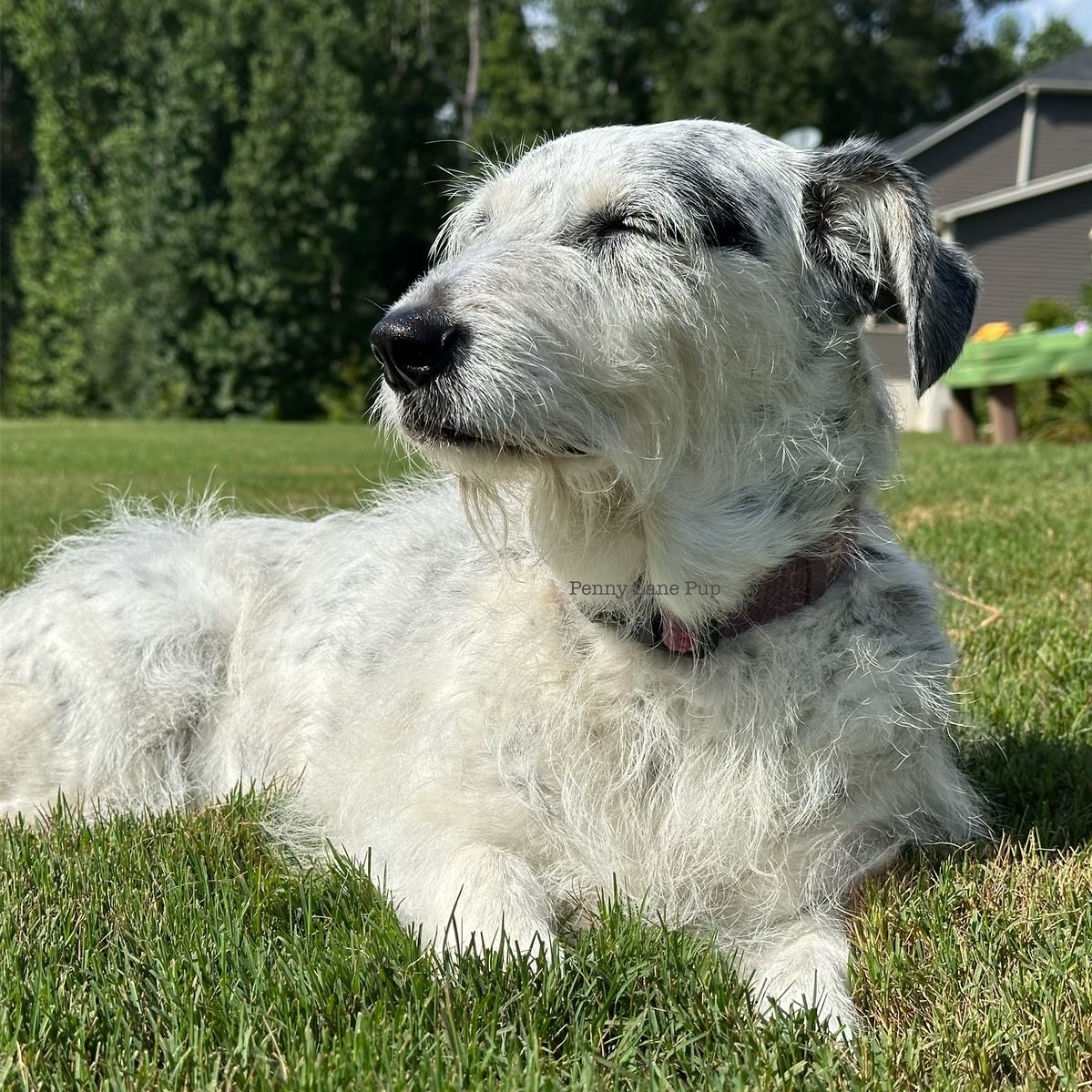 𝗣𝗲𝗻𝗻𝘆 𝗟𝗮𝗻𝗲- Lawn Potato TM tweet media