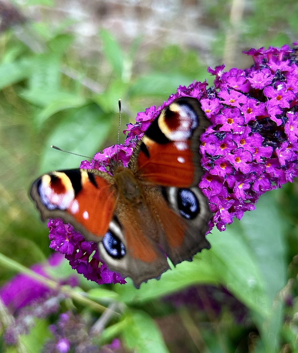 Kate Cayley (@cmcayley) on Twitter photo The butterflies were out in force, especially enjoying the buddleia, at Wallington today. Here, Red Admiral, Comma and Peacocks all basking in the warmth of the sun. <a href="/savebutterflies/">Butterfly Conservation 🦋</a> <a href="/GardenBrocante/">Garden Brocante</a> <a href="/katemacrae/">WildlifeKate</a> <a href="/WallingtonNt/">NT Wallington</a> #butterflies The butterflies were out in force, especially enjoying the buddleia, at Wallington today. Here, Red Admiral, Comma and Peacocks all basking in the warmth of the sun. <a href="/savebutterflies/">Butterfly Conservation 🦋</a> <a href="/GardenBrocante/">Garden Brocante</a> <a href="/katemacrae/">WildlifeKate</a> <a href="/WallingtonNt/">NT Wallington</a> #butterflies