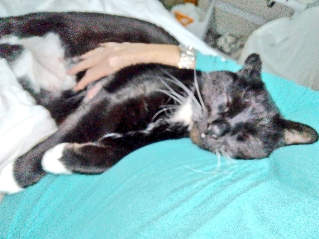 Kit Kat ๐โโฌ(Feline & Dino Accredited)๐ฆ๐ฆ (@kitkat2cats) on Twitter photo <a href="/Andy18512371/">Maggie and ๐ Scribbles ๐</a> No boney people & cats wouldn't be very nice cuddling at all. I put my head on her belly when she had one now I slept of so it's not as comfy! But I parent tell her that so I sits elsewhere on her legs or chest but then she can't breathe! Lol๐๐น๐น๐น cuddles with mumโฌ๏ธ <a href="/Andy18512371/">Maggie and ๐ Scribbles ๐</a> No boney people & cats wouldn't be very nice cuddling at all. I put my head on her belly when she had one now I slept of so it's not as comfy! But I parent tell her that so I sits elsewhere on her legs or chest but then she can't breathe! Lol๐๐น๐น๐น cuddles with mumโฌ๏ธ