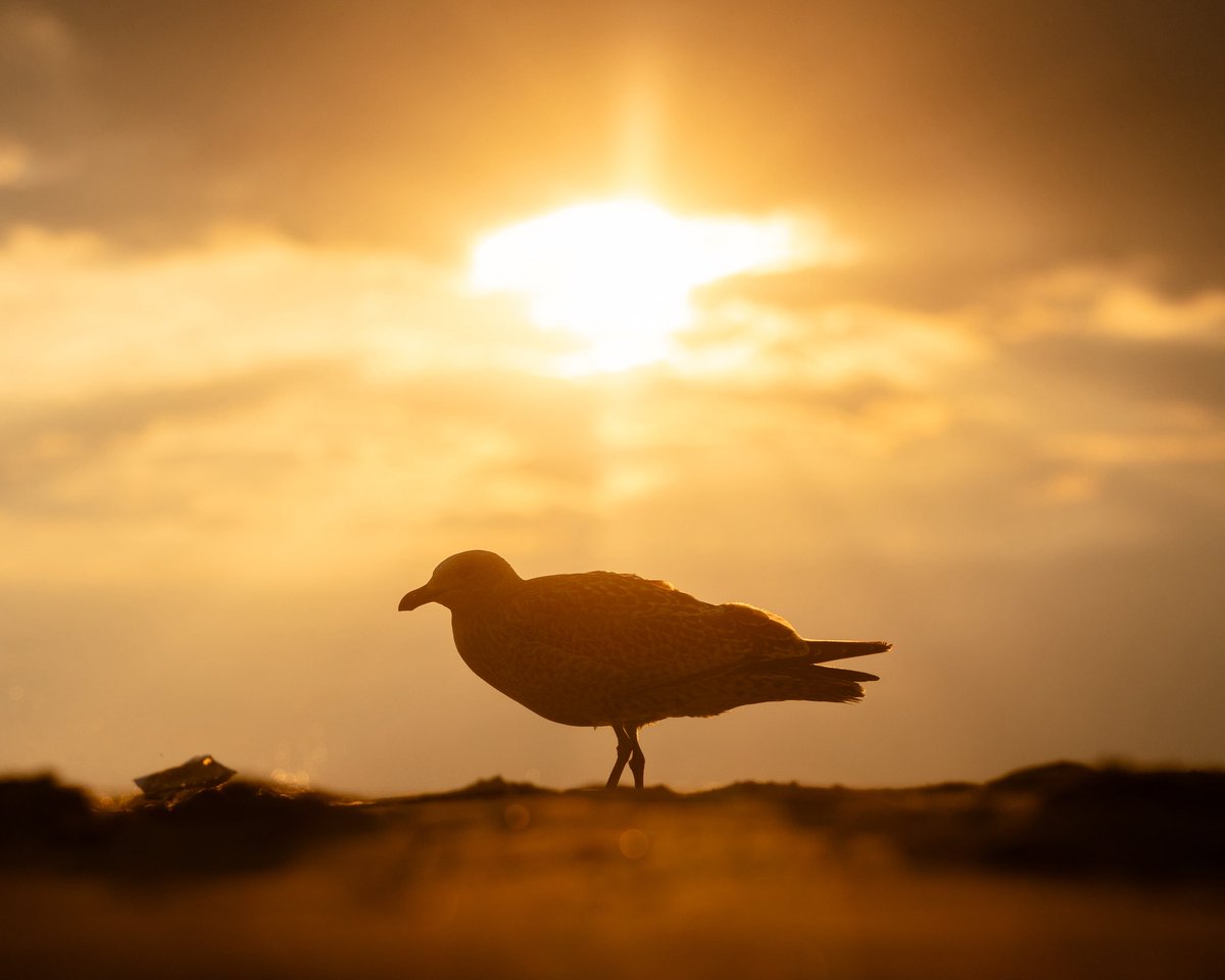 📍Scheveningen Strand, Den Haag