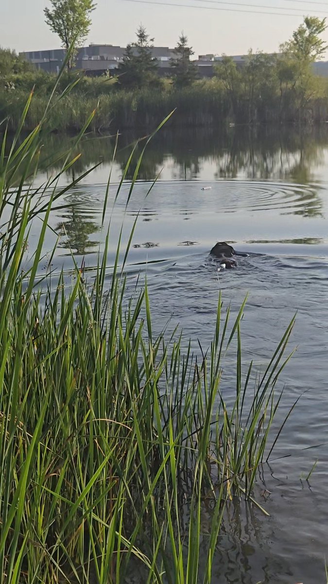 #Postafavpic4violetjul25
Day 29 
The weather outside 🥵🥵🥵🥵
So Mom takes us swimming 🏊‍♀️
then for a  McHappy treat 😋
Here's me today enjoying the water 
We were late bc oil change for the car so temp was 92F 🥵🥵