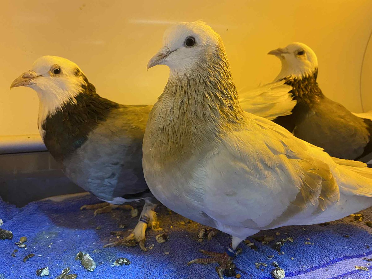 Help babies like these old abandoned bubs and get a cool PS1 model of your pet! 🥰