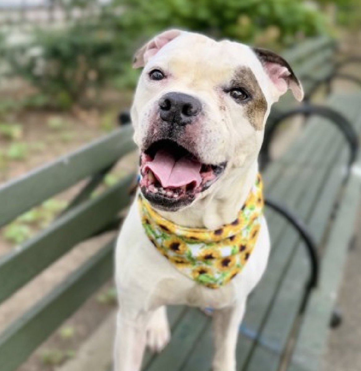 Gorgeous Ginger. 227231.
As a redhead I particularly appreciate a senior pup named Ginger. Ginger's at NYC ACC and doesn't want to be; you wouldn't want to be either. It's no place for an older dog who likes quiet and love.
Please adopt this good dog.
RT
nycacc.app/#/browse/227231