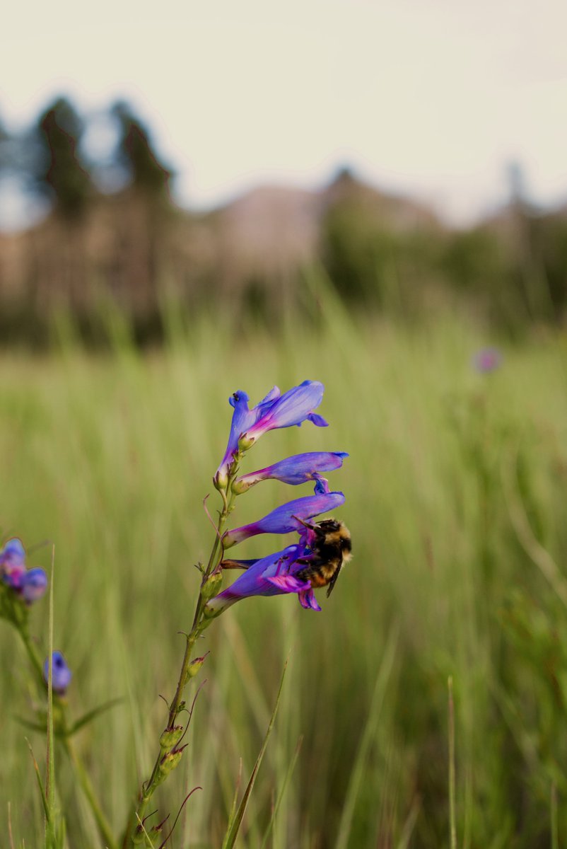 deepspaceduda's tweet image. The magical San Juan Mountains, shot on a @NikonUSA D3500 🐝💙🏔️ #photography #Colorado #optoutside