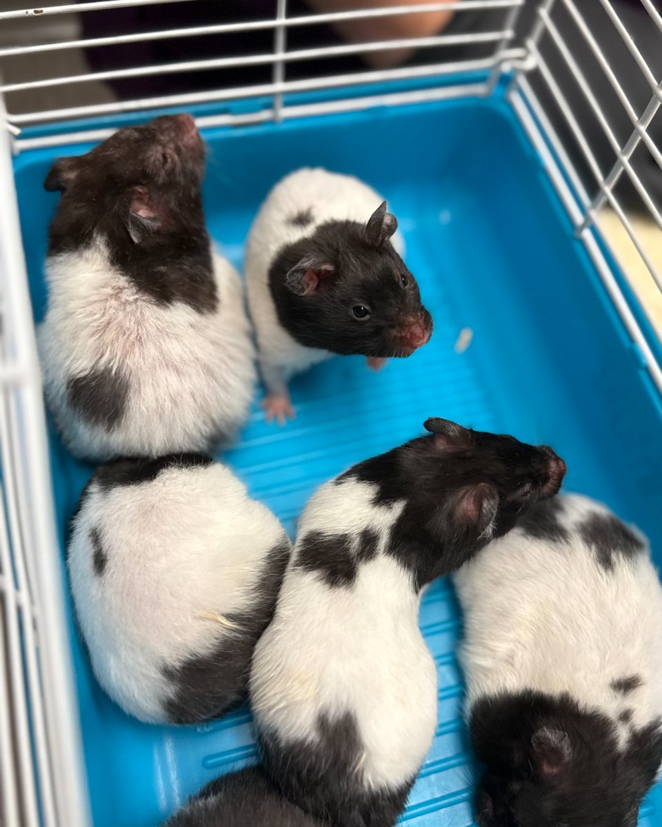 A recent multiple-animal cruelty case has closed small animal admissions at the SPCA’s 300 Harlem Rd., West Seneca location. Until further notice, small animal admissions at the SPCA are closed. For information on rehoming your pet please visit YourSPCA.org/RehomeYourPet.