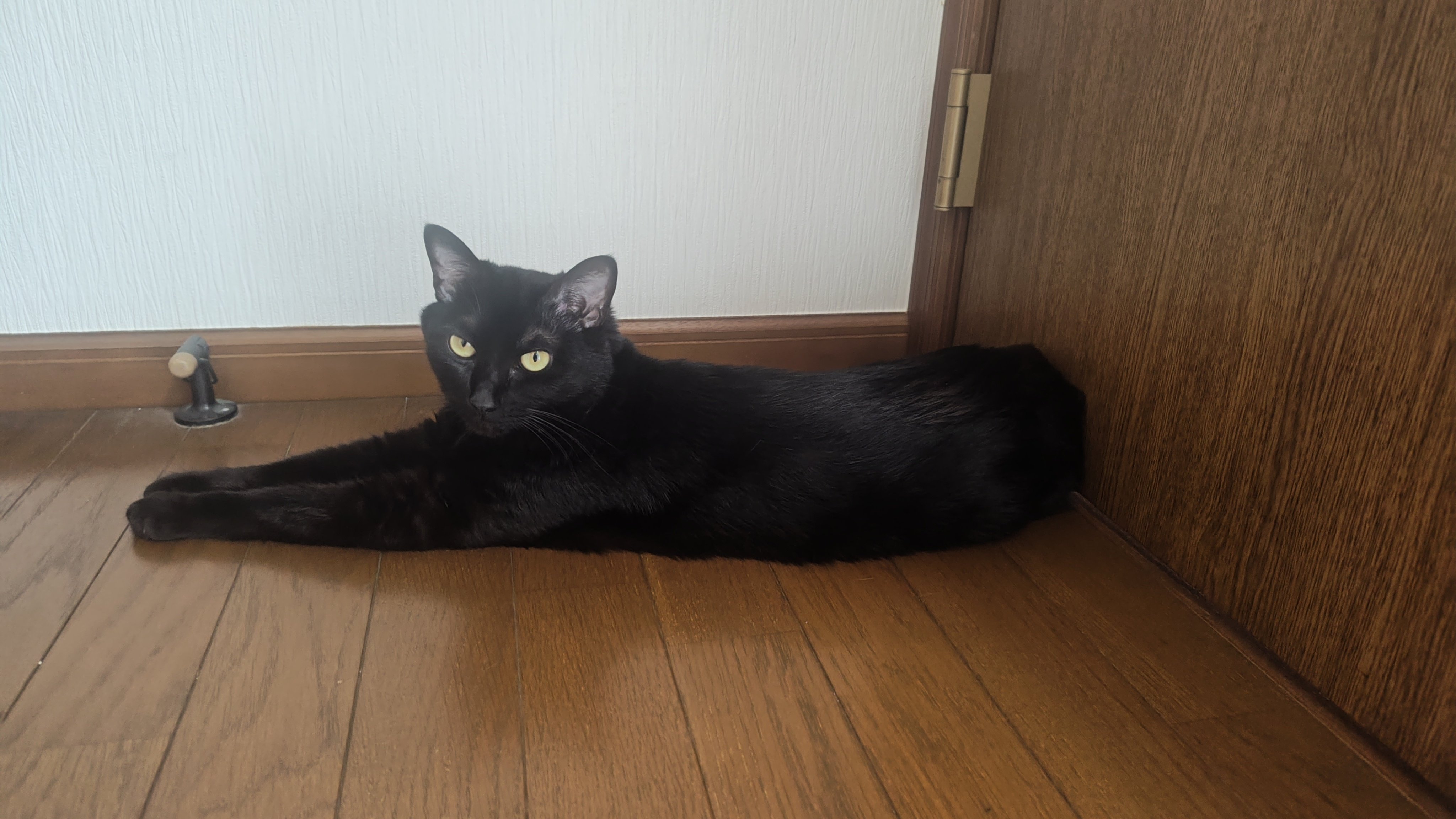 黒猫 黒猫@タカシ on X: 