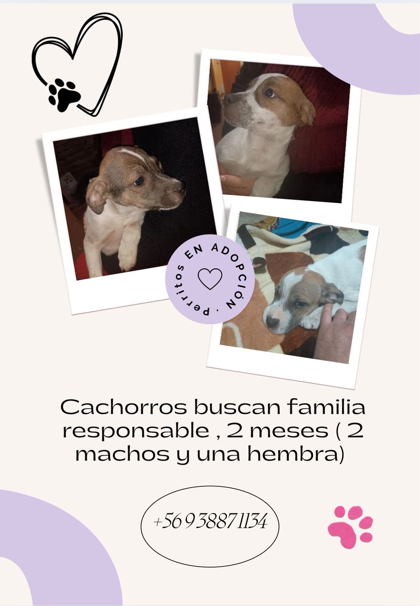 Estos lindos bbs aun esperan x Familias que los quieran y puedan cuidar.... Tienen apenas 2 meses 1/2 , tamaño pequeño, ya están comiendo solitos🥰
#AdoptarSalvaVidas 
+56 9 3887 1134
+56 9 6907 9272