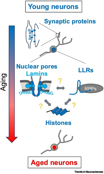 TimePie (focus on anti-aging science) (@timepiechina) on Twitter photo What are the long-lived cellular molecules in the brain? 🧠
<a href="/TomohisaToda/">Tomohisa Toda</a>, et al. review long-lived proteins & RNAs in the brain—key discoveries, open questions & new directions to decode brain cell longevity.
cell.com/trends/neurosc… What are the long-lived cellular molecules in the brain? 🧠
<a href="/TomohisaToda/">Tomohisa Toda</a>, et al. review long-lived proteins & RNAs in the brain—key discoveries, open questions & new directions to decode brain cell longevity.
cell.com/trends/neurosc…