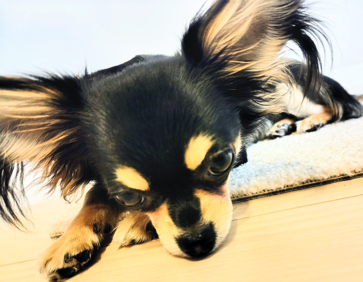 ใใใ๐ Ringo the Chihuahua (@ringo_lcc) on Twitter photo ๆ่ฟใ้ฃฏ๐ฝ๏ธใ็จๆใใฆใใใจใๅฐใ้ขใใๆใใใๅคงไบบใใใญใฉใญใฉใใ็ฎใใใฆๅพ
ใฃใฆใใใใ๐
ๆใกใใใณใใฆใใในใๆฐๅณ๐ใง็ก่จใฎๅงใๅบใใฆใพใใ๐
 ๆ่ฟใ้ฃฏ๐ฝ๏ธใ็จๆใใฆใใใจใๅฐใ้ขใใๆใใใๅคงไบบใใใญใฉใญใฉใใ็ฎใใใฆๅพ
ใฃใฆใใใใ๐
ๆใกใใใณใใฆใใในใๆฐๅณ๐ใง็ก่จใฎๅงใๅบใใฆใพใใ๐