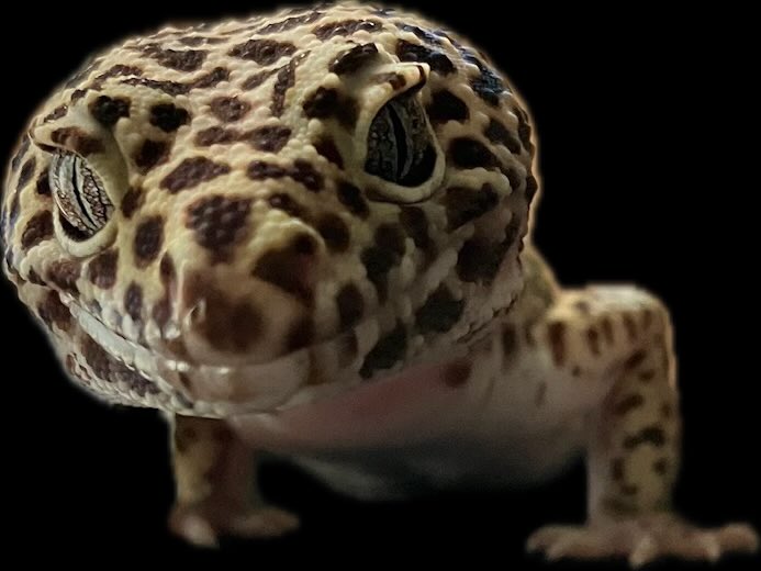 WriteItOutForMe's tweet image. Maybe my leopard gecko wants to explore outside of his tank??? is that his message?