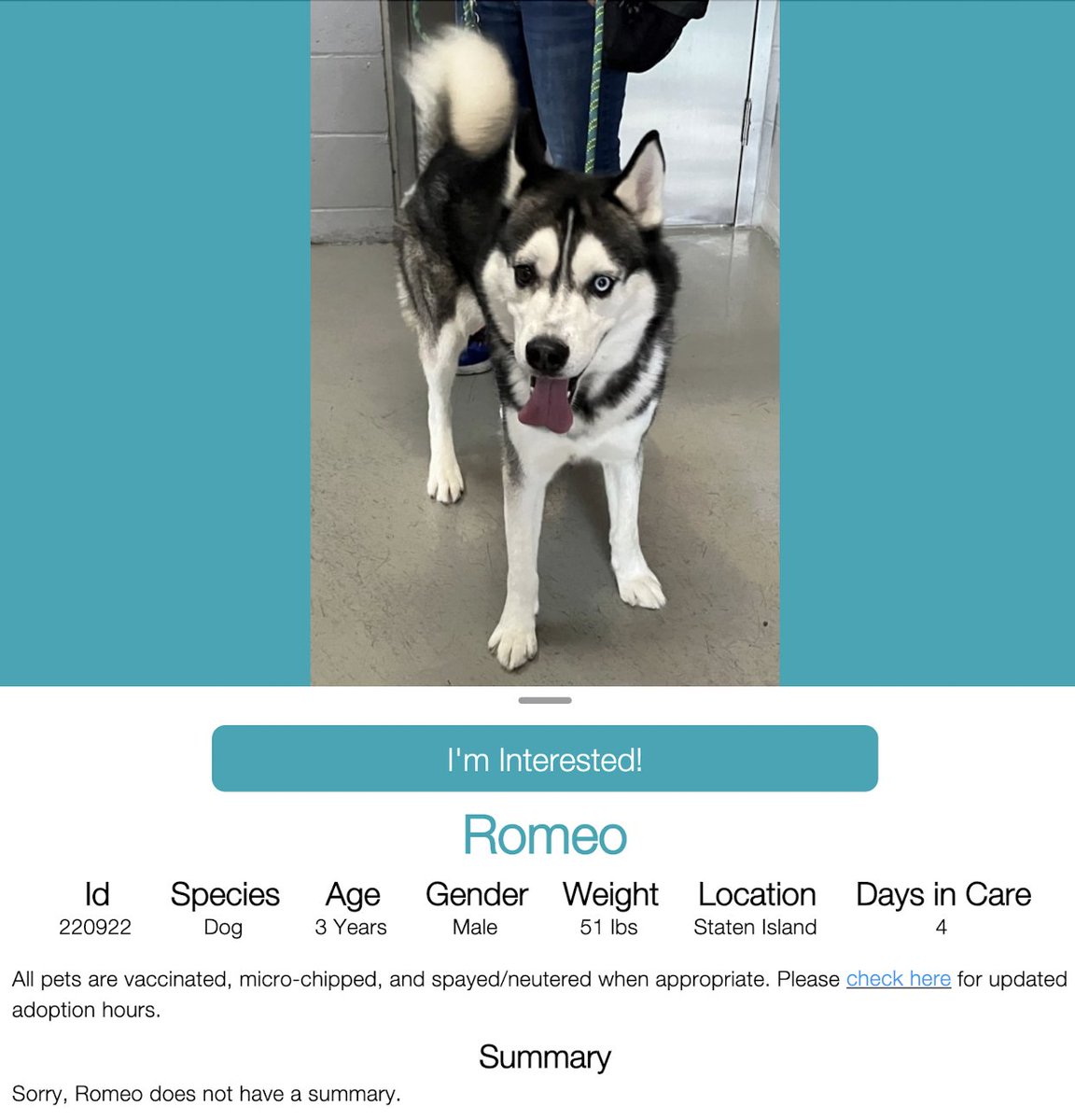 ATT 🌟 HUSKY DOG LOVERS 🌟⚠️ 
ROMEO 🩵  #220922   3yr old Boy 🩵.  NYCACC 
He's absolutely beautiful!! Very gorgeous young boy 
in need of a good home 🏡 He's looking for love and 
a hero to come save him!! 
#Adopt #Foster
#Pledge4Rescue 
LOVING HOME NEEDED 🩵🏡🩵 BE HIS HERO 🏡