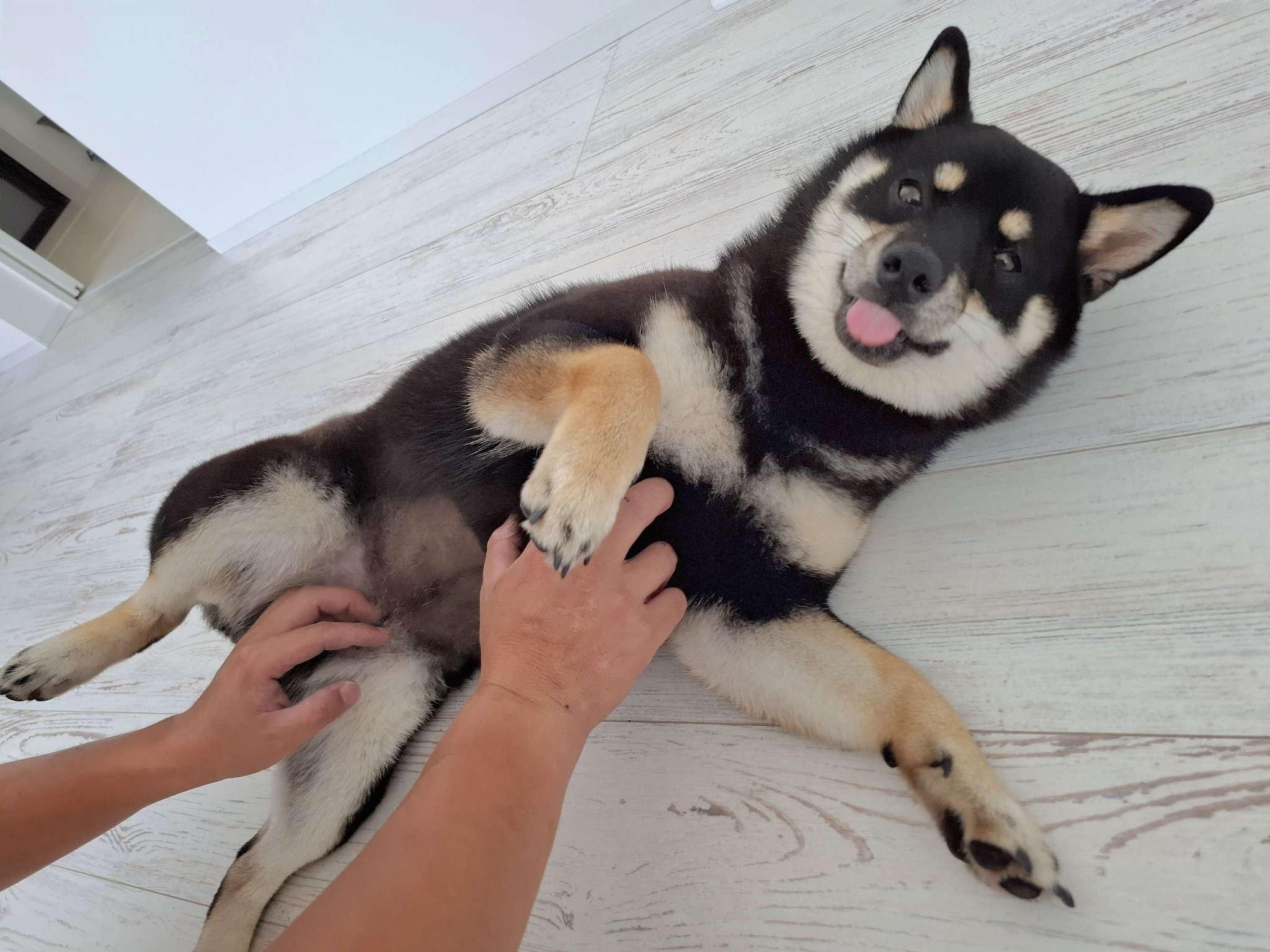 黒柴あおい 黒柴あおい🐾 on X: 
