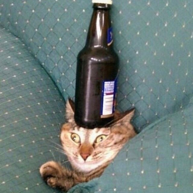 Punch Cat tweet media