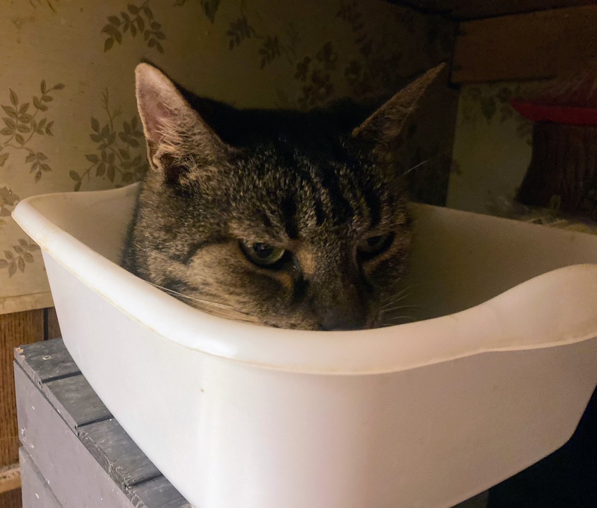 😿 Kitka misses her brother Norm. They would sleep together on the table n share can food. She hasn’t slept on the table since he left 😿 she’s taken over the lil tub in the kitchen on the counter. She looks so sad 😞