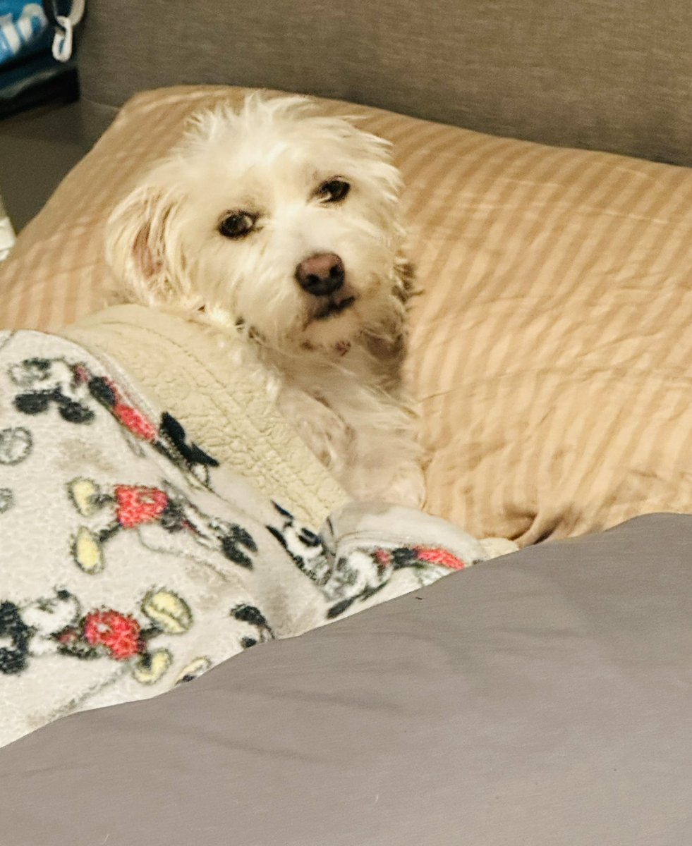 Well, Dink is signaling for me to join her in bed 🛌  … have a great night y’all! 

#DinkTheDog 🐶 #DailyDoseOfDink 🐾