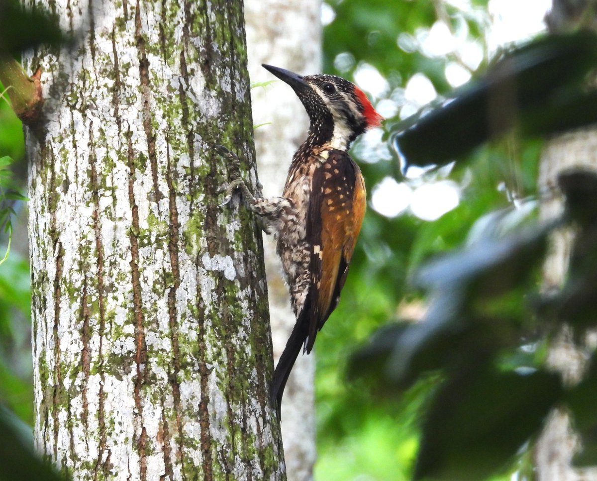 A bird watching session, led by Tara Kumari, was conducted to apprise avian diversity on 31-07-2025 at Deovan campus of RFRI, Jorhat  where 19 UG students of CHF, Pasighat participated. A total of 19 bird species were identified &amp; the checklists uploaded to the eBird platform.