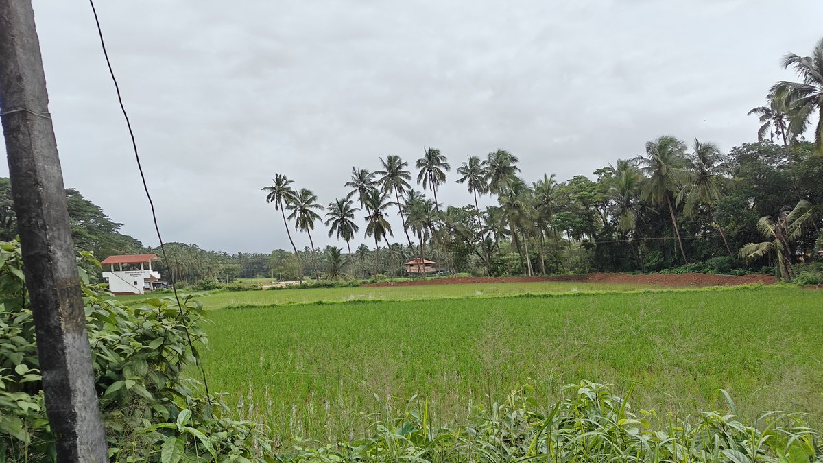 Kuch_Bhi_4's tweet image. ಮುಲ್ಕಿ ಅರಸು ಕಂಬಳ pavilion.... bird&apos;s eye 👀 

#kambala #paddyfields