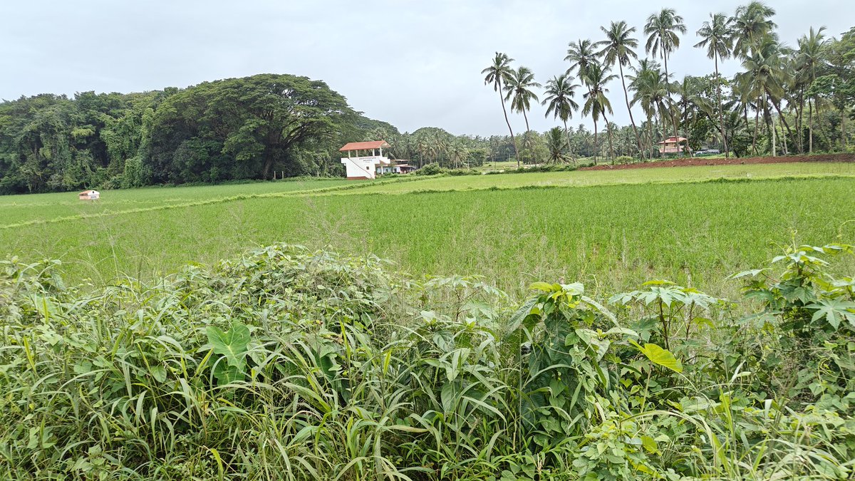 Kuch_Bhi_4's tweet image. ಮುಲ್ಕಿ ಅರಸು ಕಂಬಳ pavilion.... bird&apos;s eye 👀 

#kambala #paddyfields