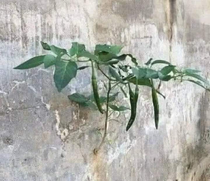 मिर्ची कहीं भी लग सकती हैं..😅😝
Good morning
#FoodForAll 
#SaintMSG
