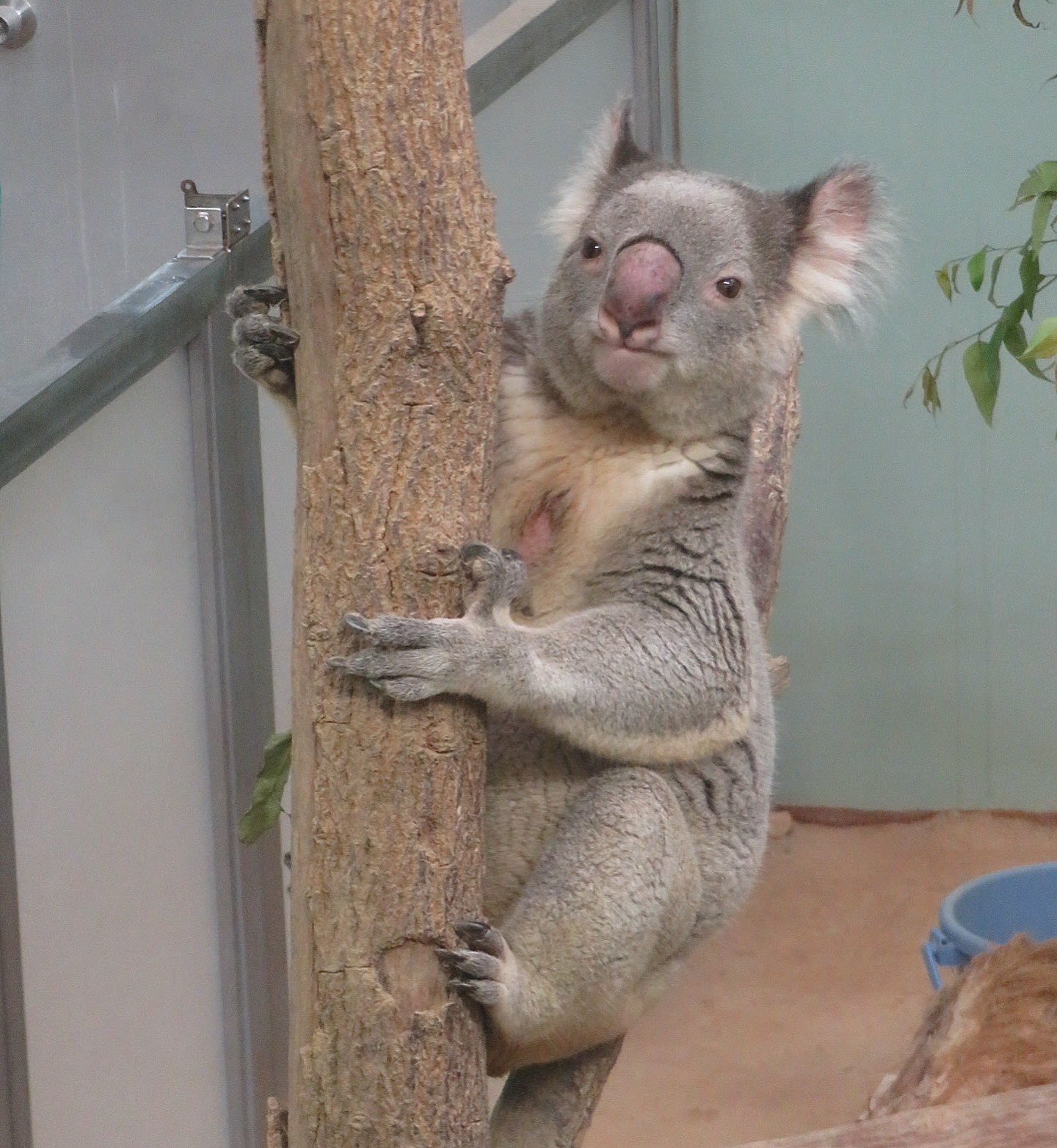 コアラ yasijun🐨🐨🐨コアラーイラストレーター on X: 