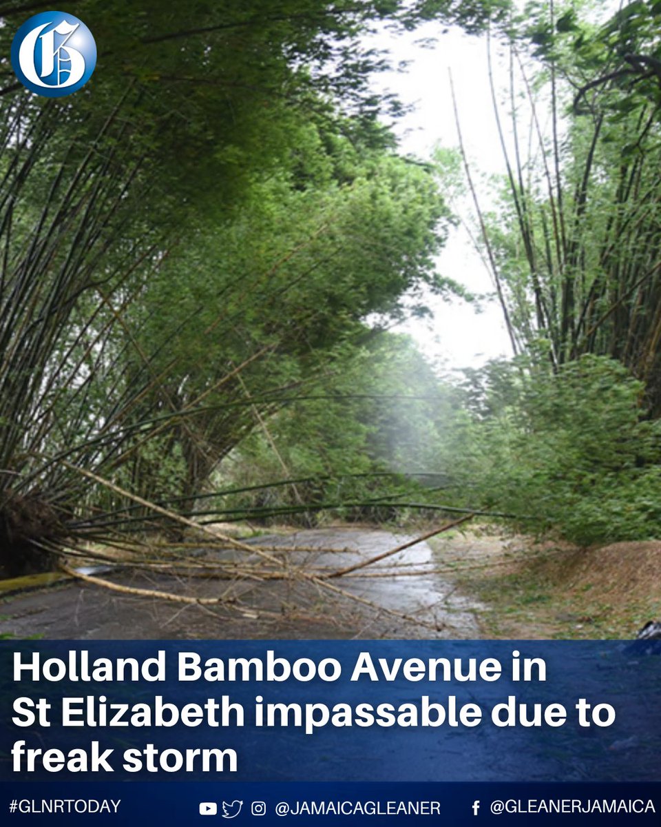 A section of Holland Bamboo Avenue in St Elizabeth has been rendered impassable due to a freak storm that downed several bamboo stalks this afternoon. Police report that both entrances to the corridor are currently blocked.

Read more: jamaica-gleaner.com/article/news/2… #GLNRToday