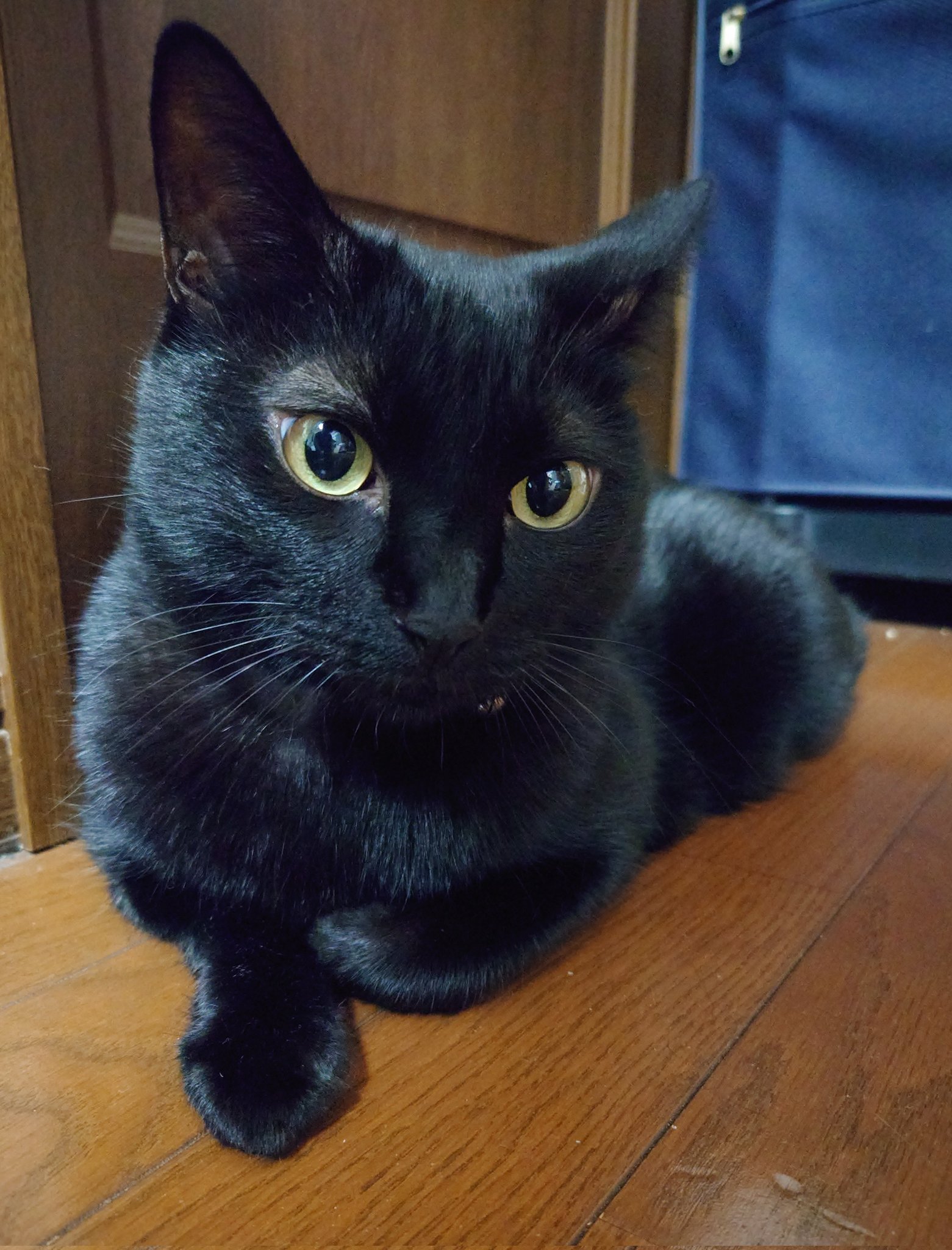 雨宿りの猫⛤ on X: 